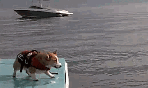 corgi-to-the-rescue.gif