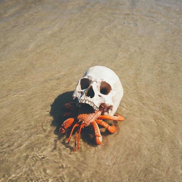 skull.jpg