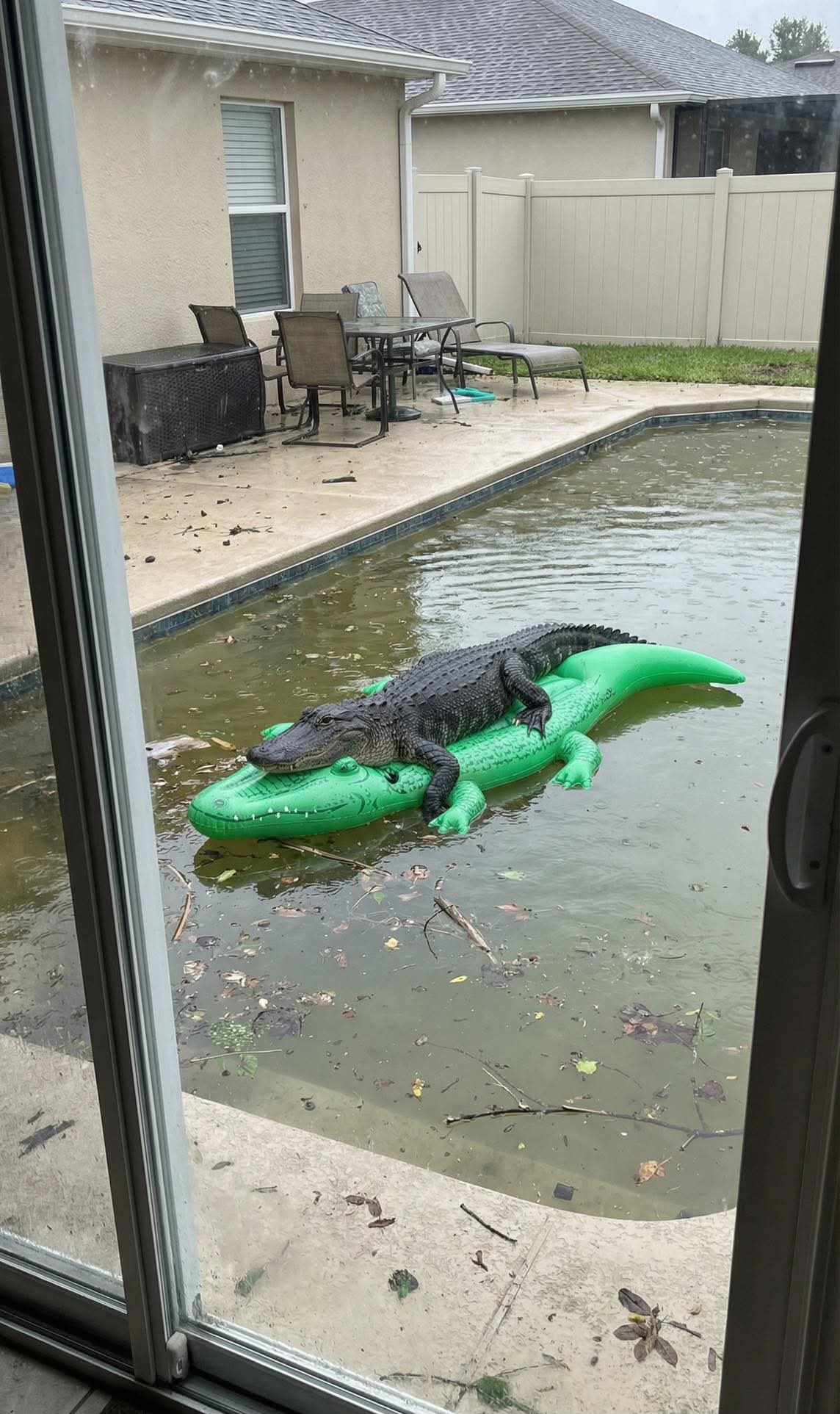 croc.jpg